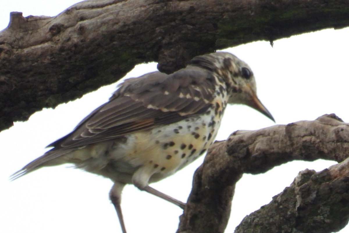 Ethiopian Thrush - ML623037839