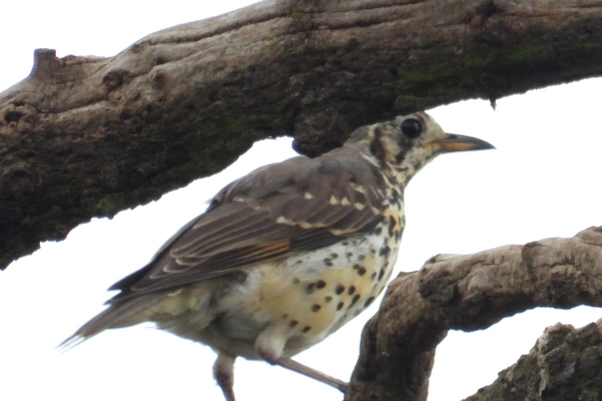 Ethiopian Thrush - ML623037840