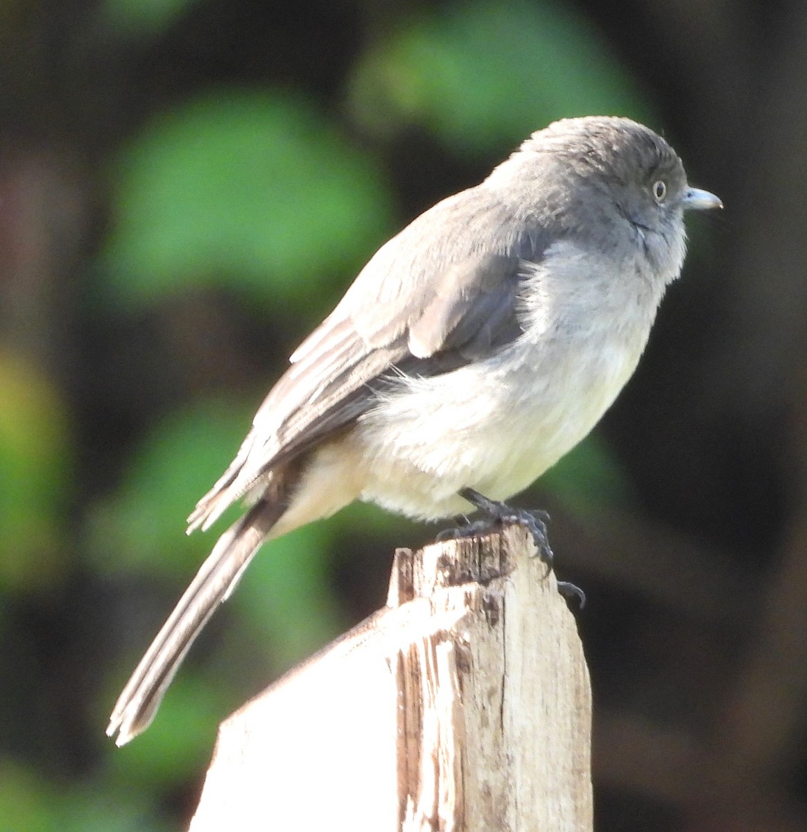 Abyssinian Slaty-Flycatcher - ML623037845