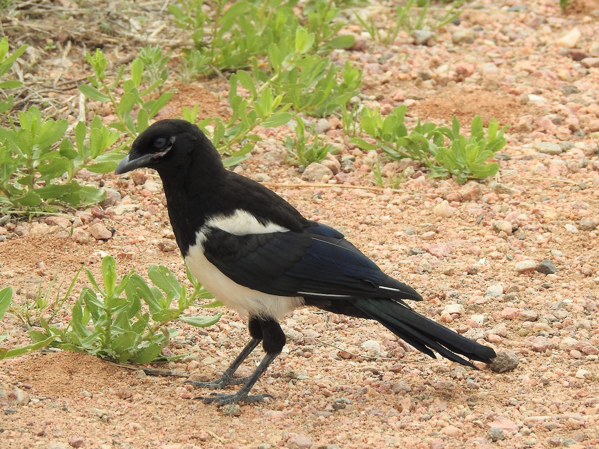 Black-billed Magpie - ML623038137