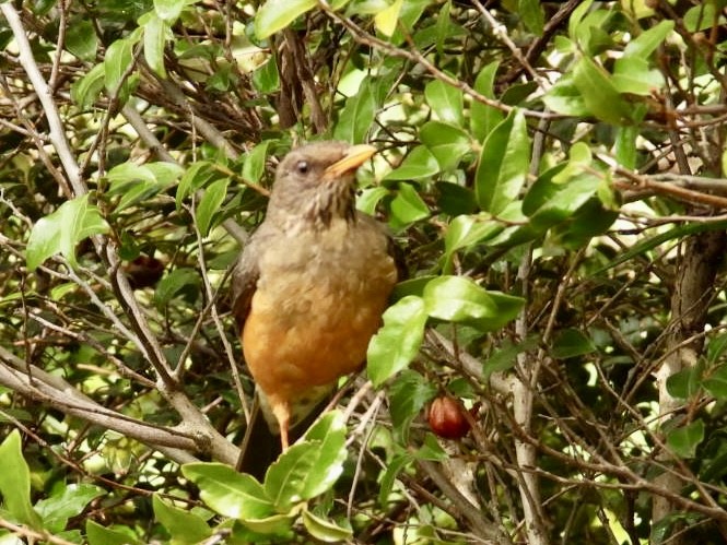 Olive Thrush - ML623038146