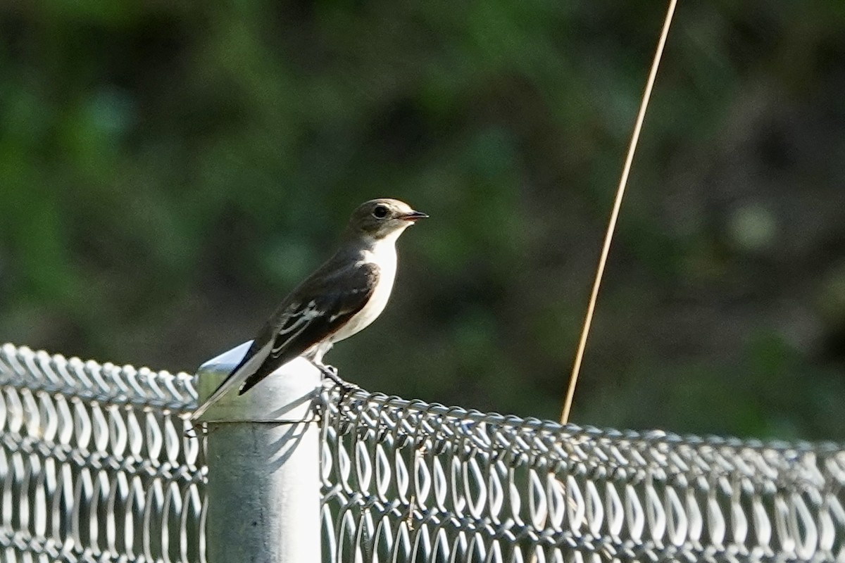 European Pied Flycatcher - ML623038162