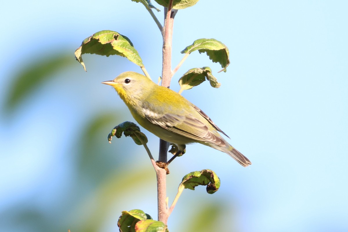 Northern Parula - ML623038188