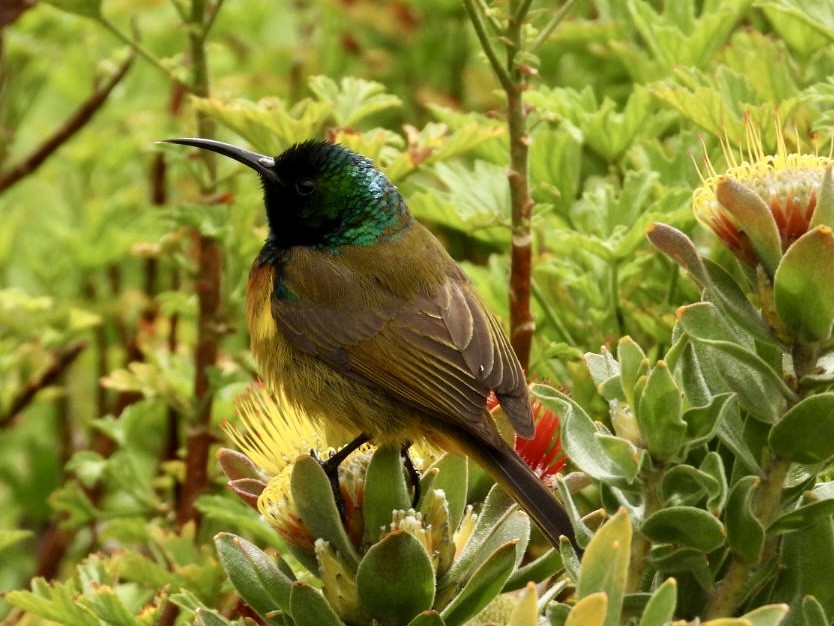 Orange-breasted Sunbird - ML623038198