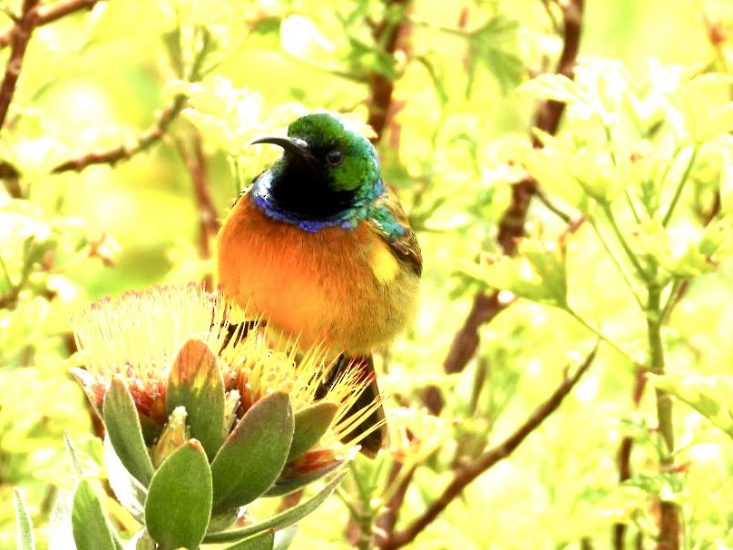 Orange-breasted Sunbird - ML623038199