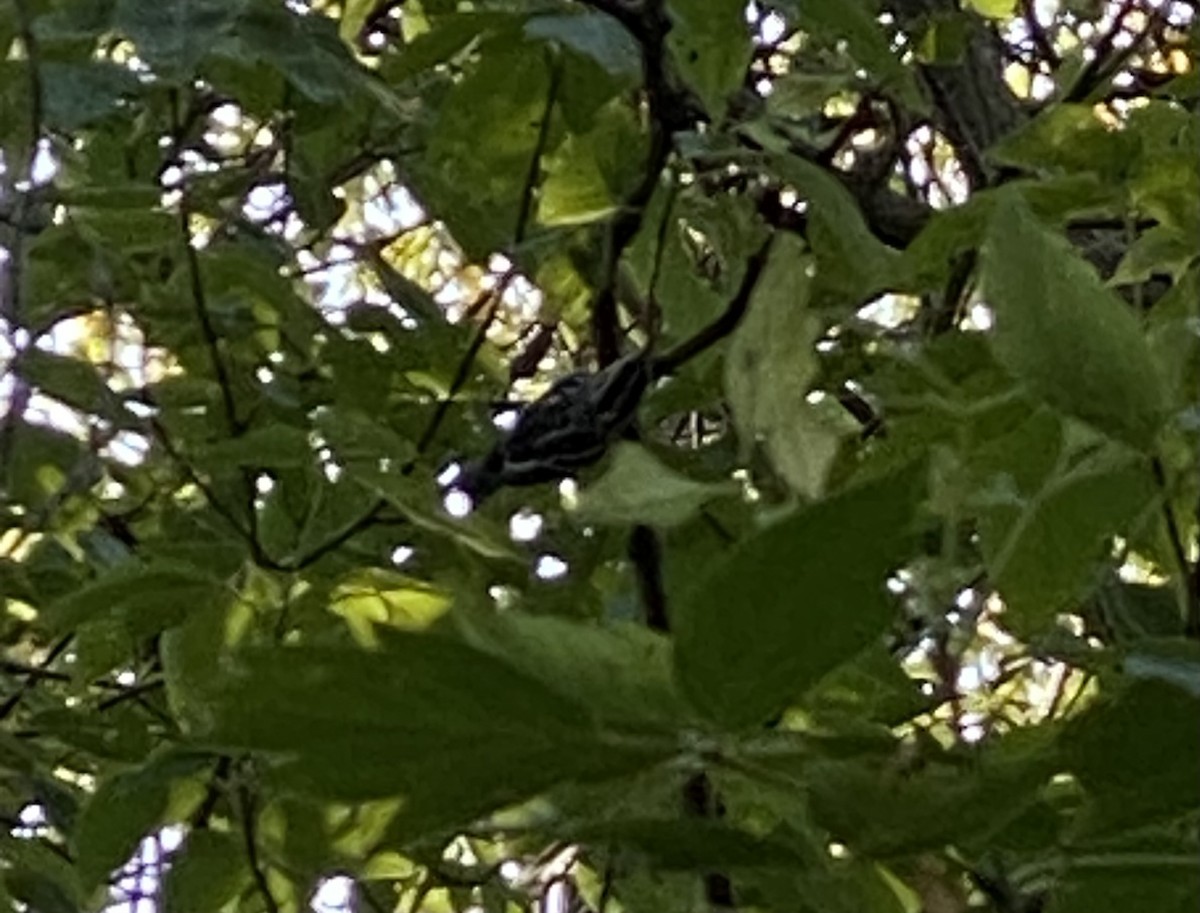 Black-and-white Warbler - Leslie Paynter