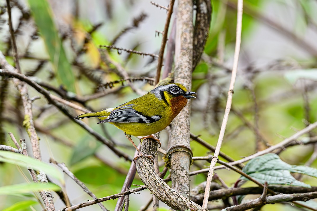 Black-eared Shrike-Babbler - ML623038240