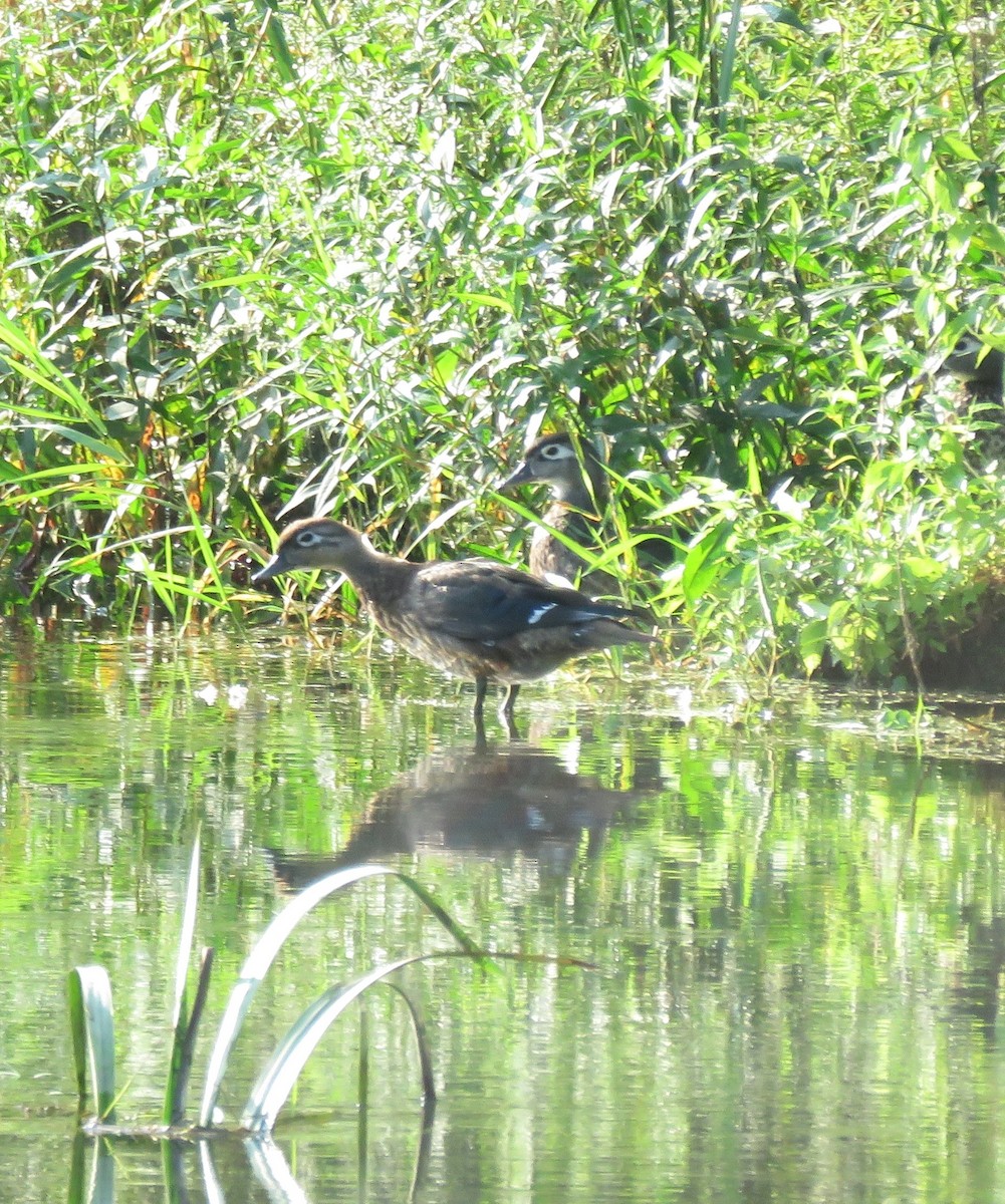 Wood Duck - ML623038261