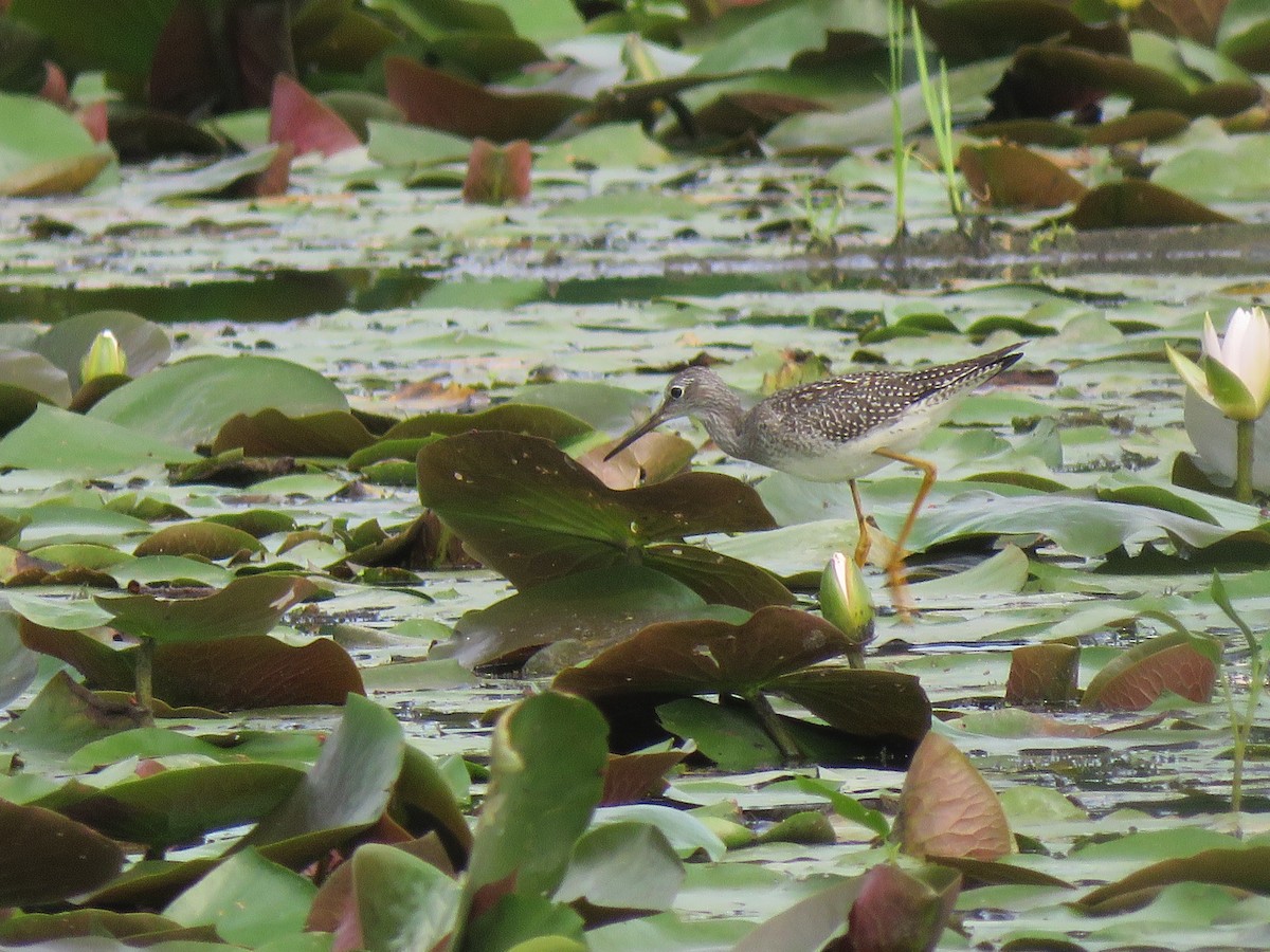 Greater Yellowlegs - ML623038278