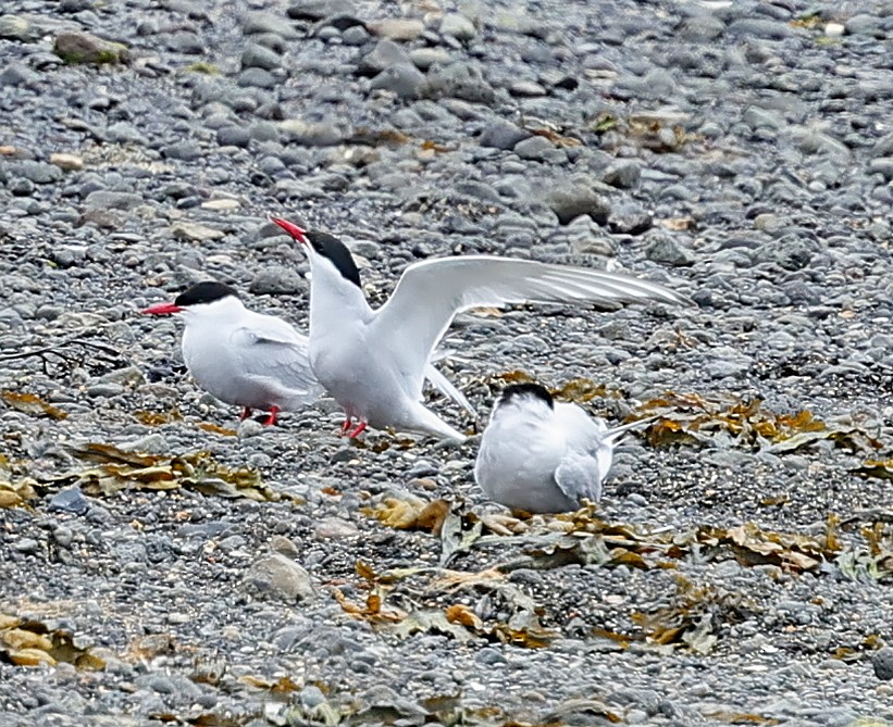 Arctic Tern - ML623038298