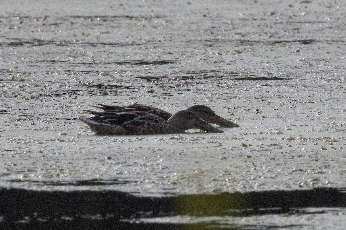 Northern Shoveler - ML623038307