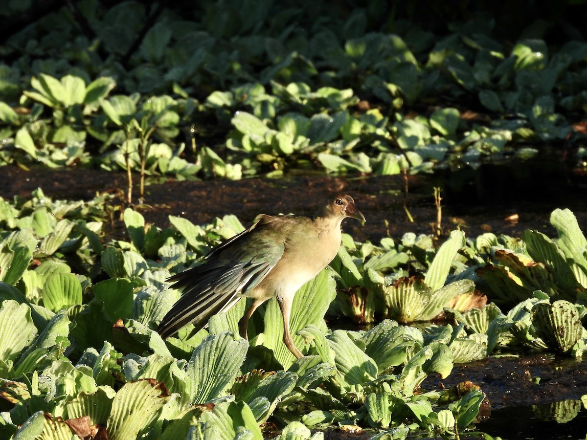 Purple Gallinule - ML623038326