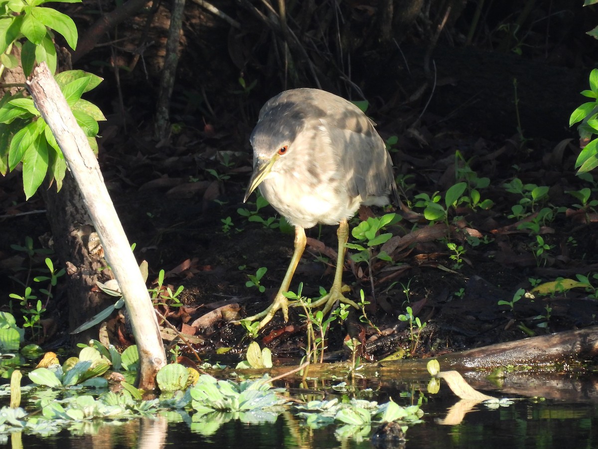 Black-crowned Night Heron - ML623038328