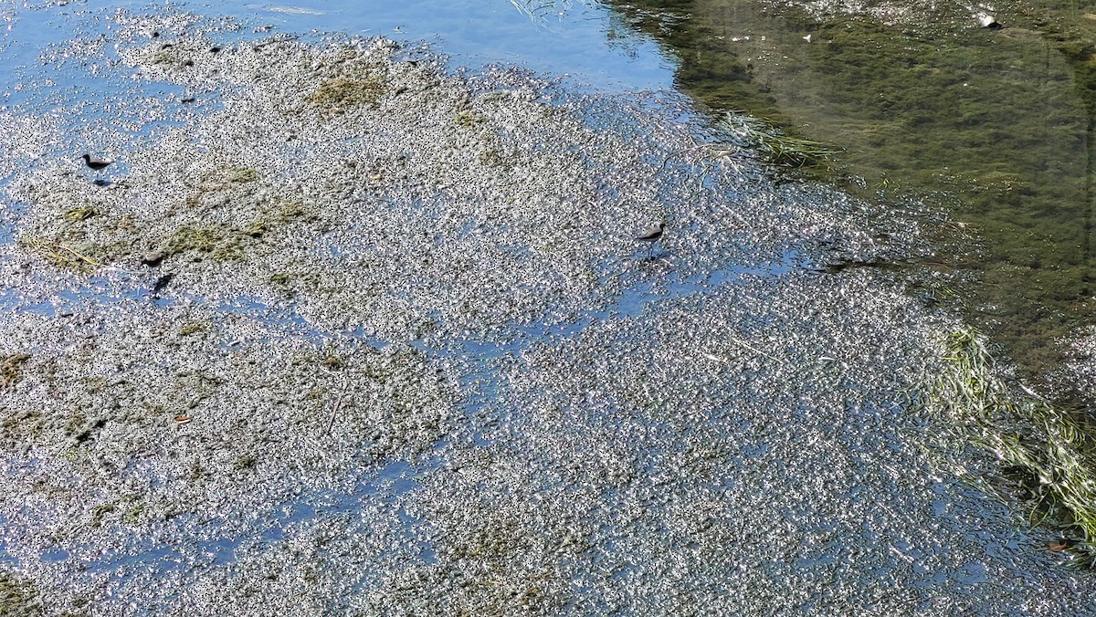 Solitary Sandpiper - ML623038415