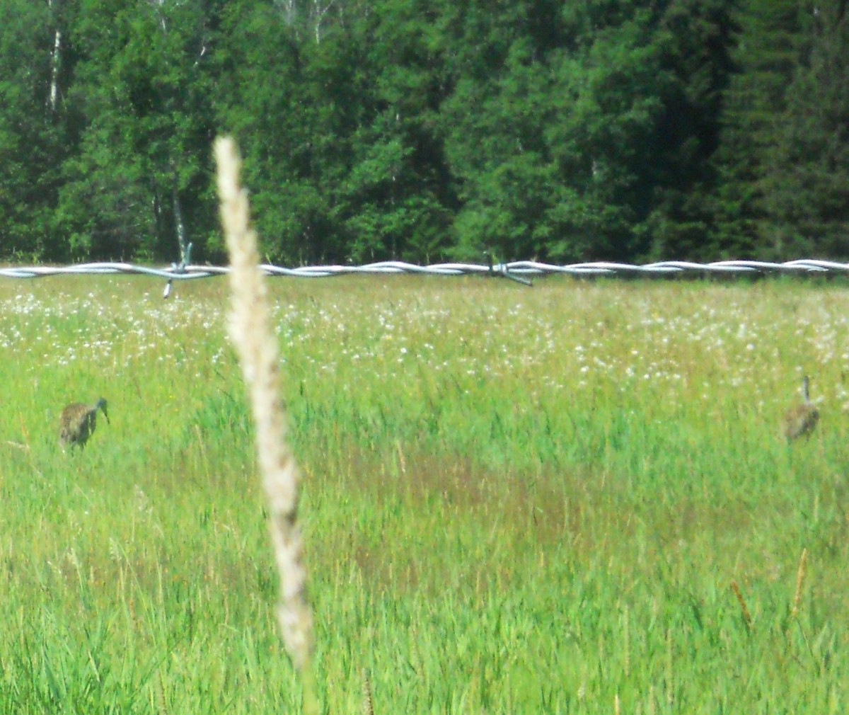 Sandhill Crane - Bob Packard