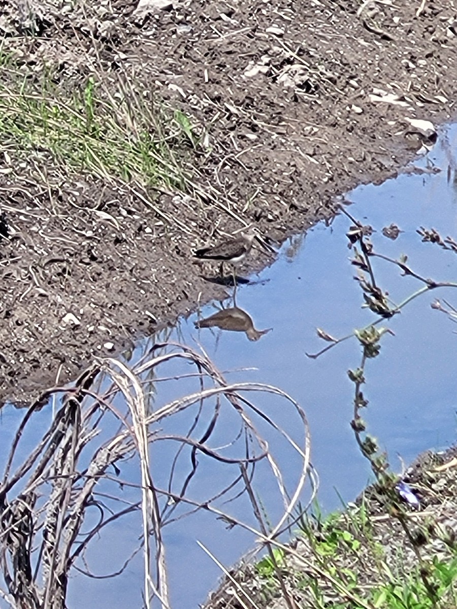 Solitary Sandpiper - ML623038460