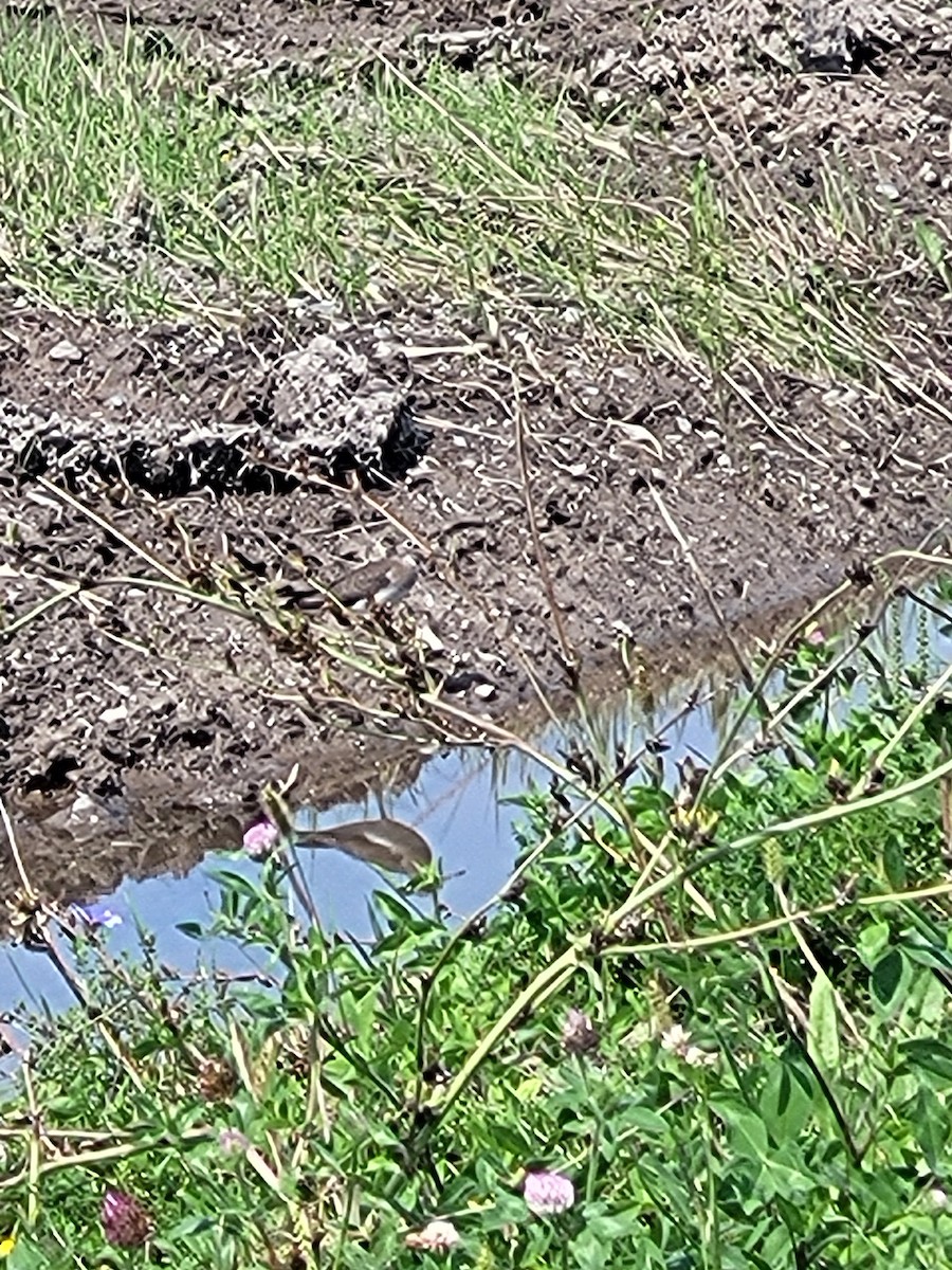 Solitary Sandpiper - ML623038462