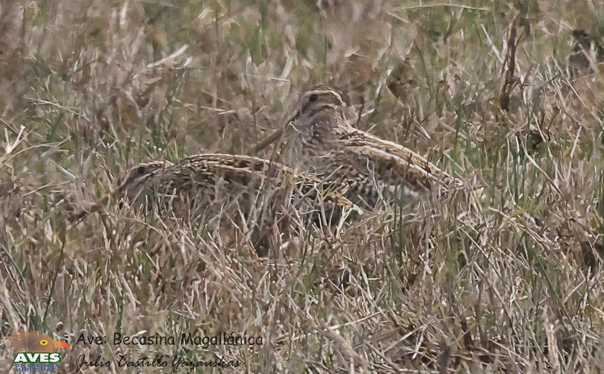 Magellanic Snipe - ML623038479