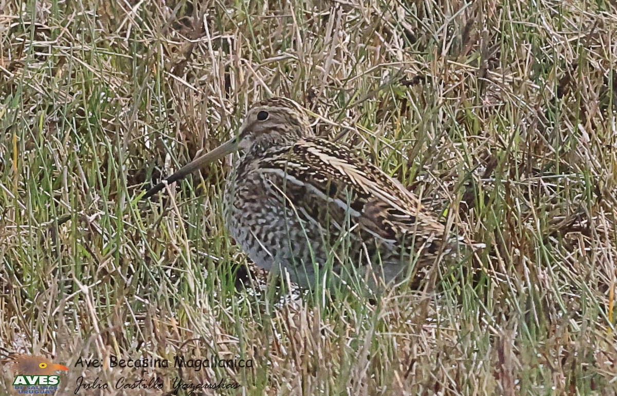 Magellanic Snipe - ML623038480