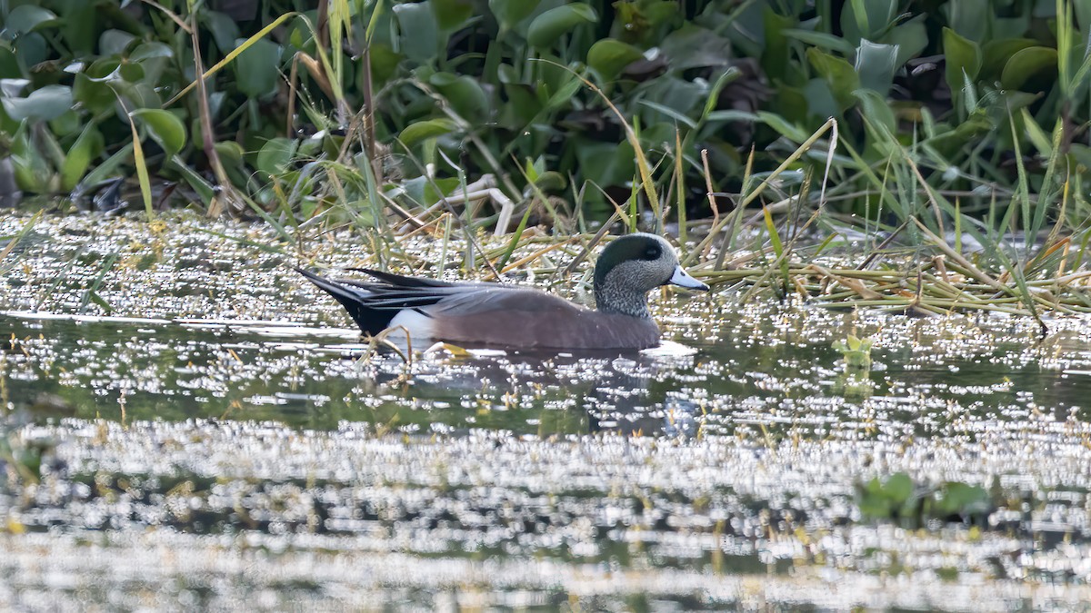 American Wigeon - Hugo Orellana