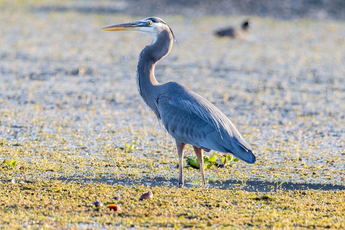 Great Blue Heron - ML623038547