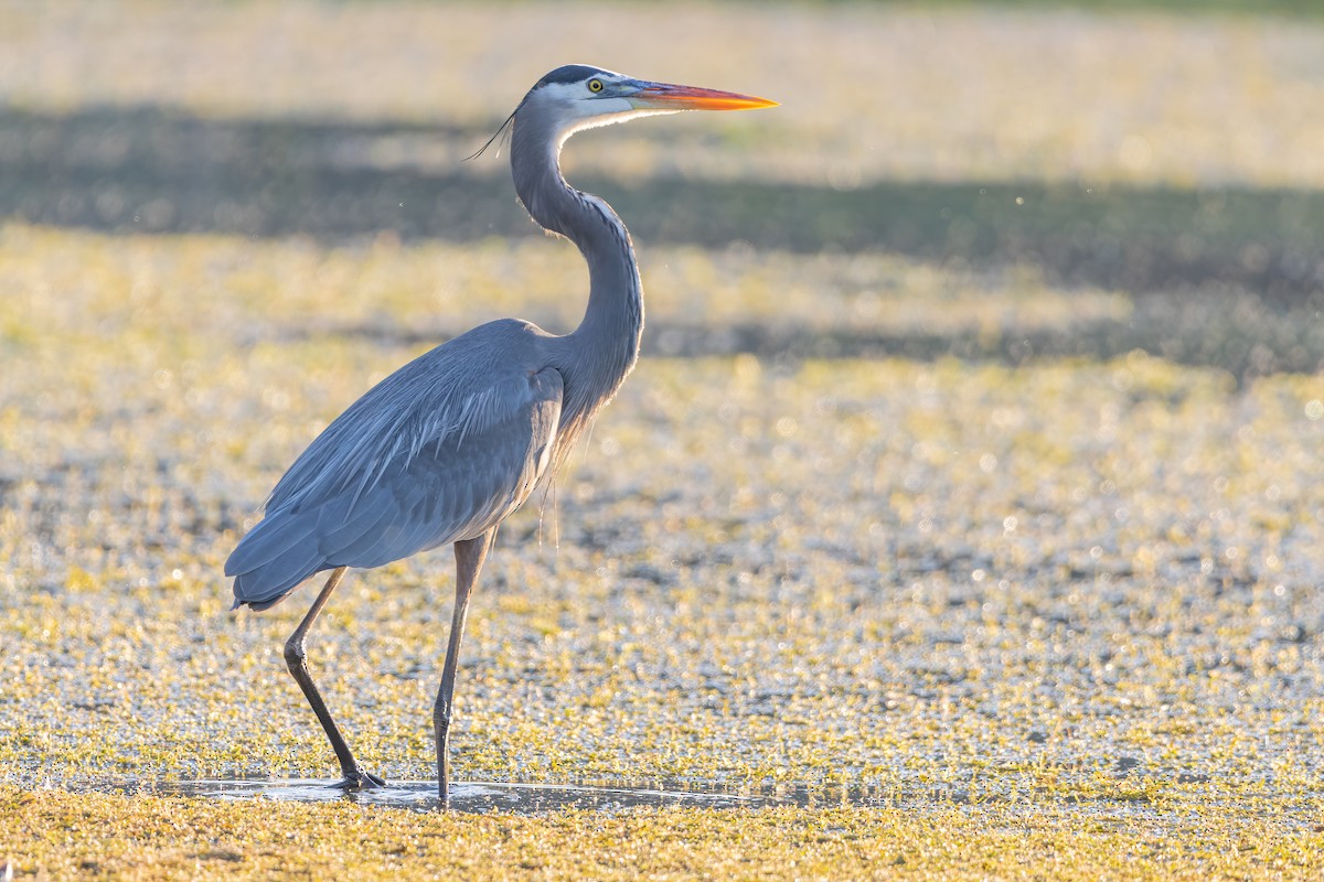 Great Blue Heron - ML623038549