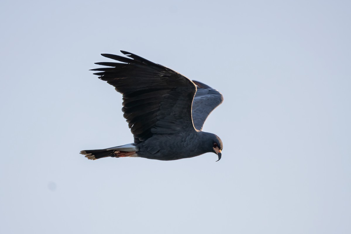 Snail Kite - ML623038550