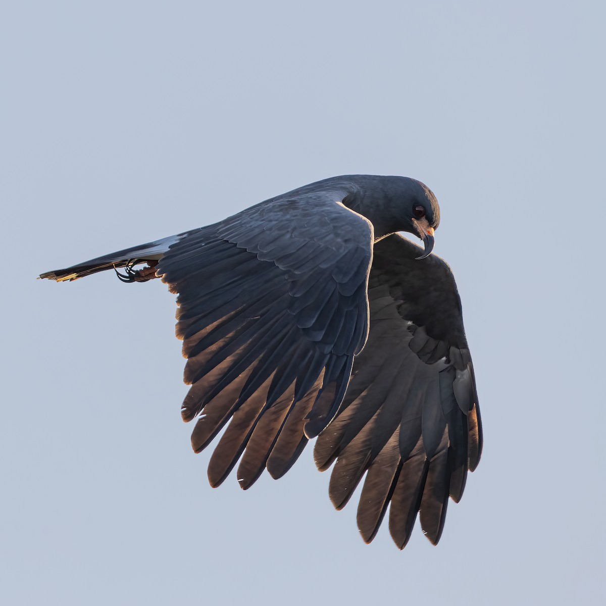 Snail Kite - ML623038551