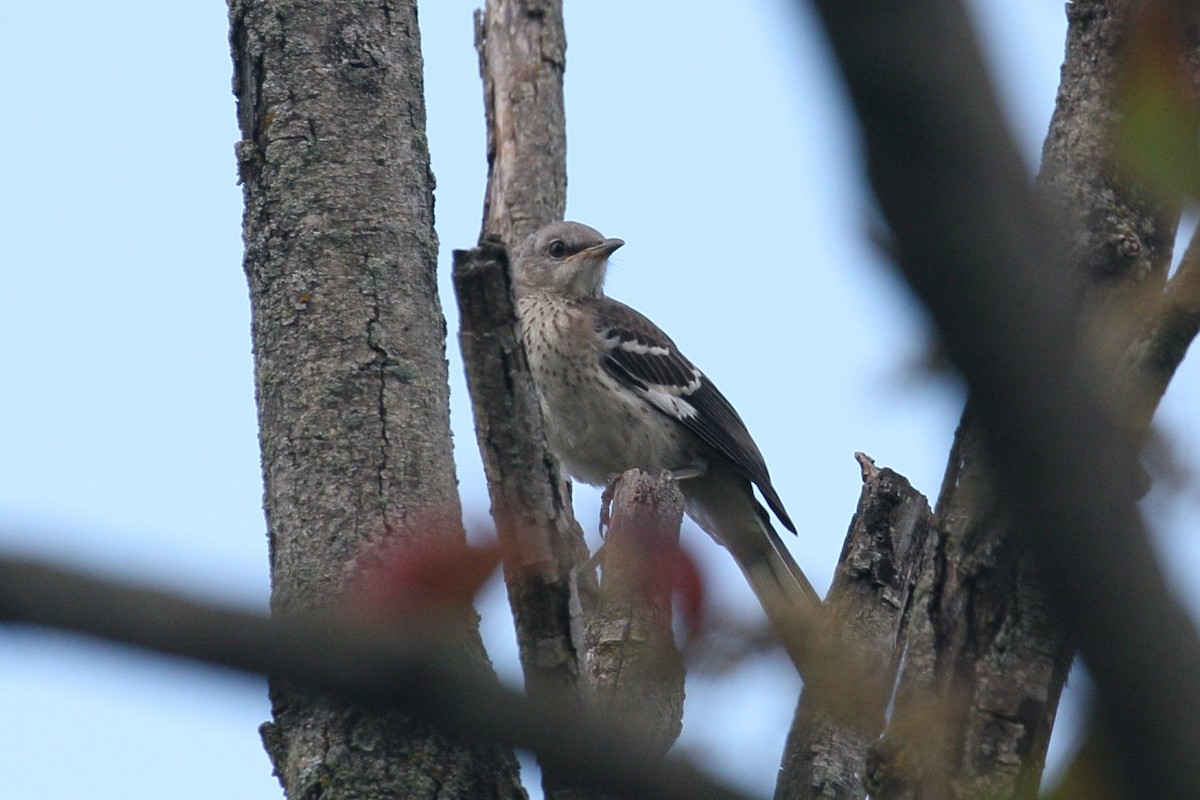 sangspottefugl - ML623038553