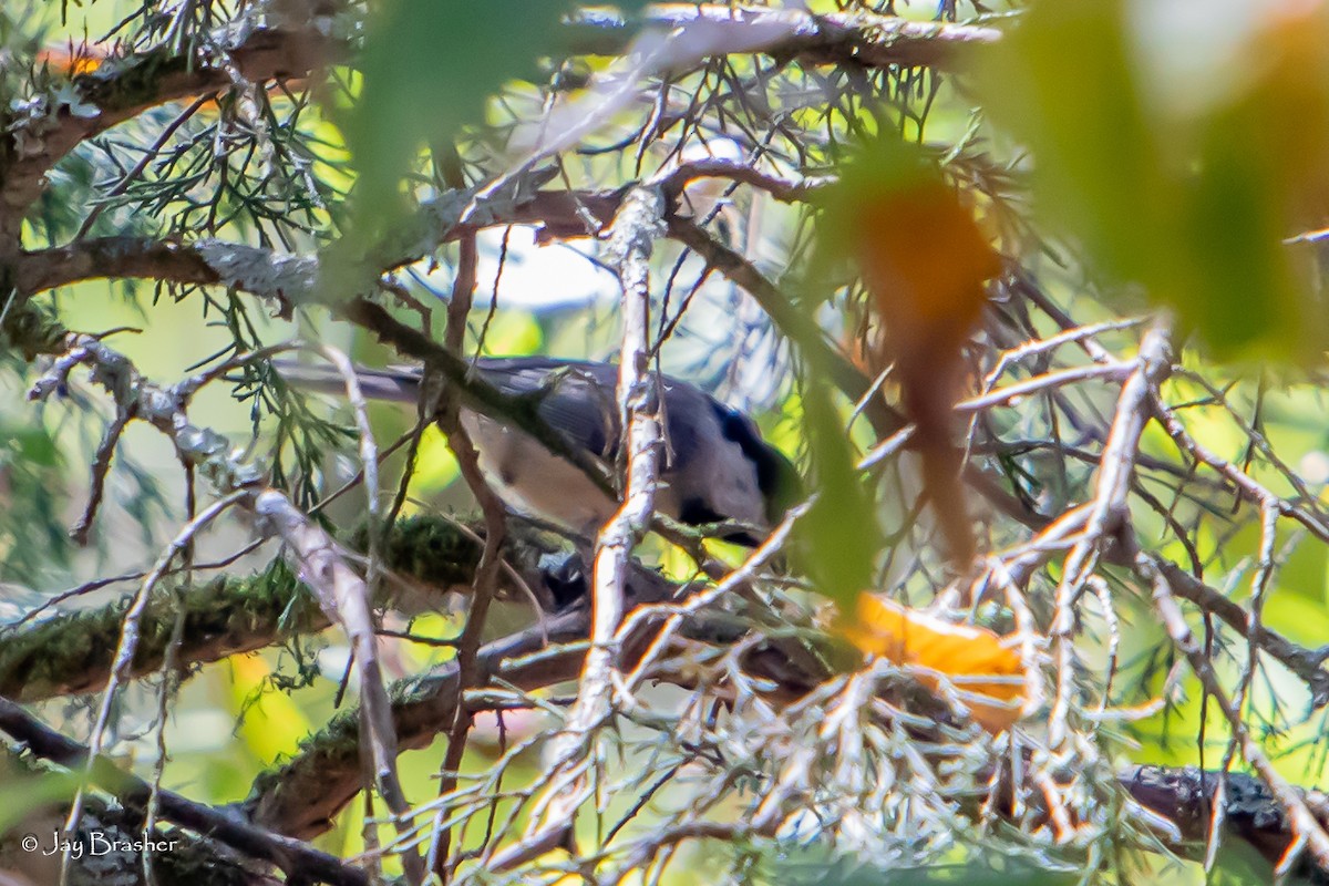 Carolina Chickadee - ML623038626