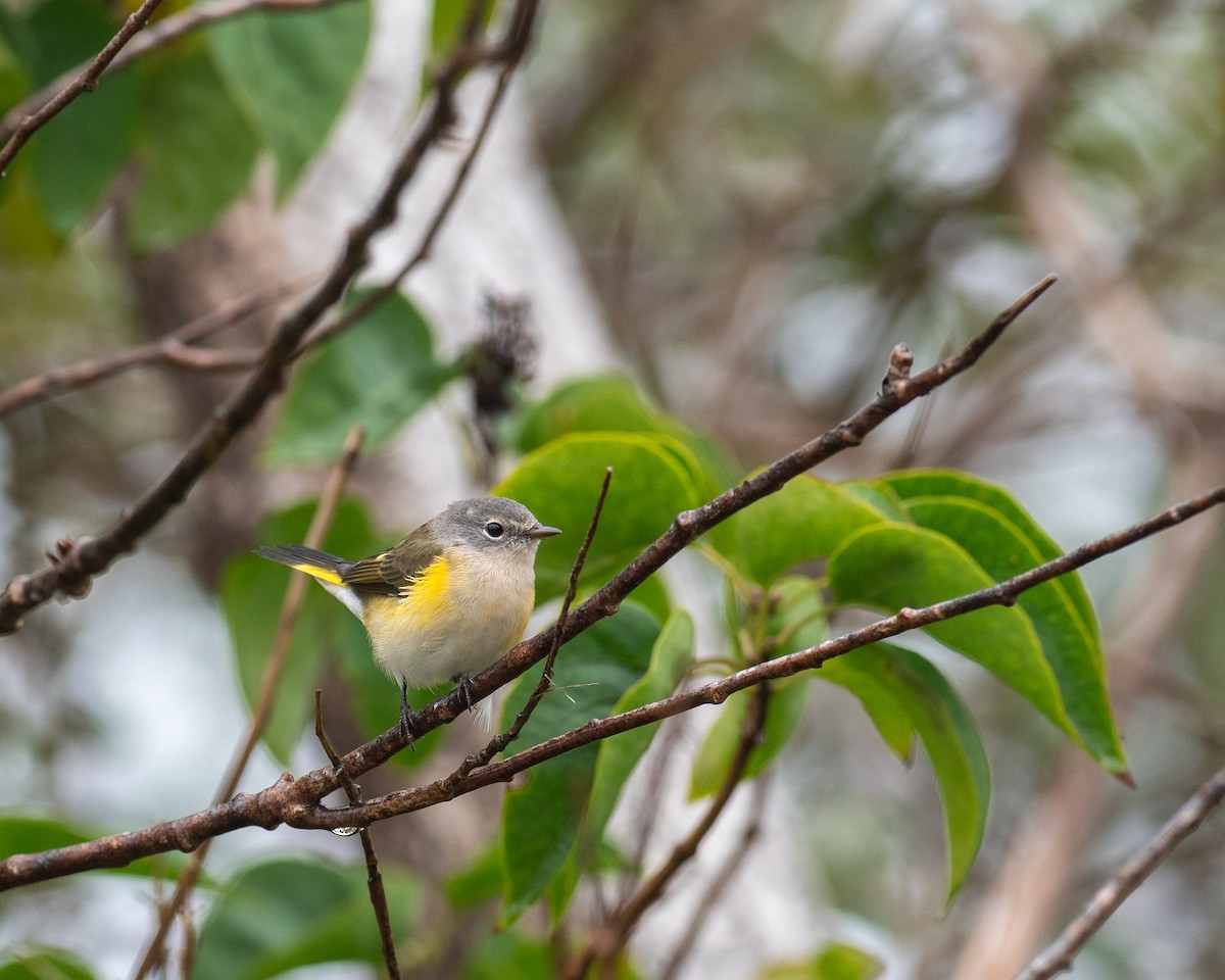 American Redstart - ML623038631