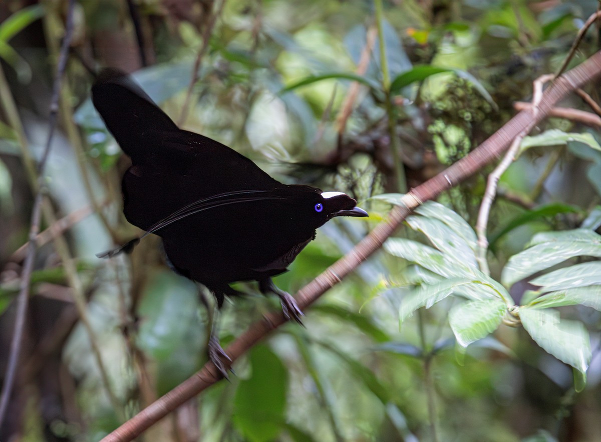 Western Parotia - ML623038695