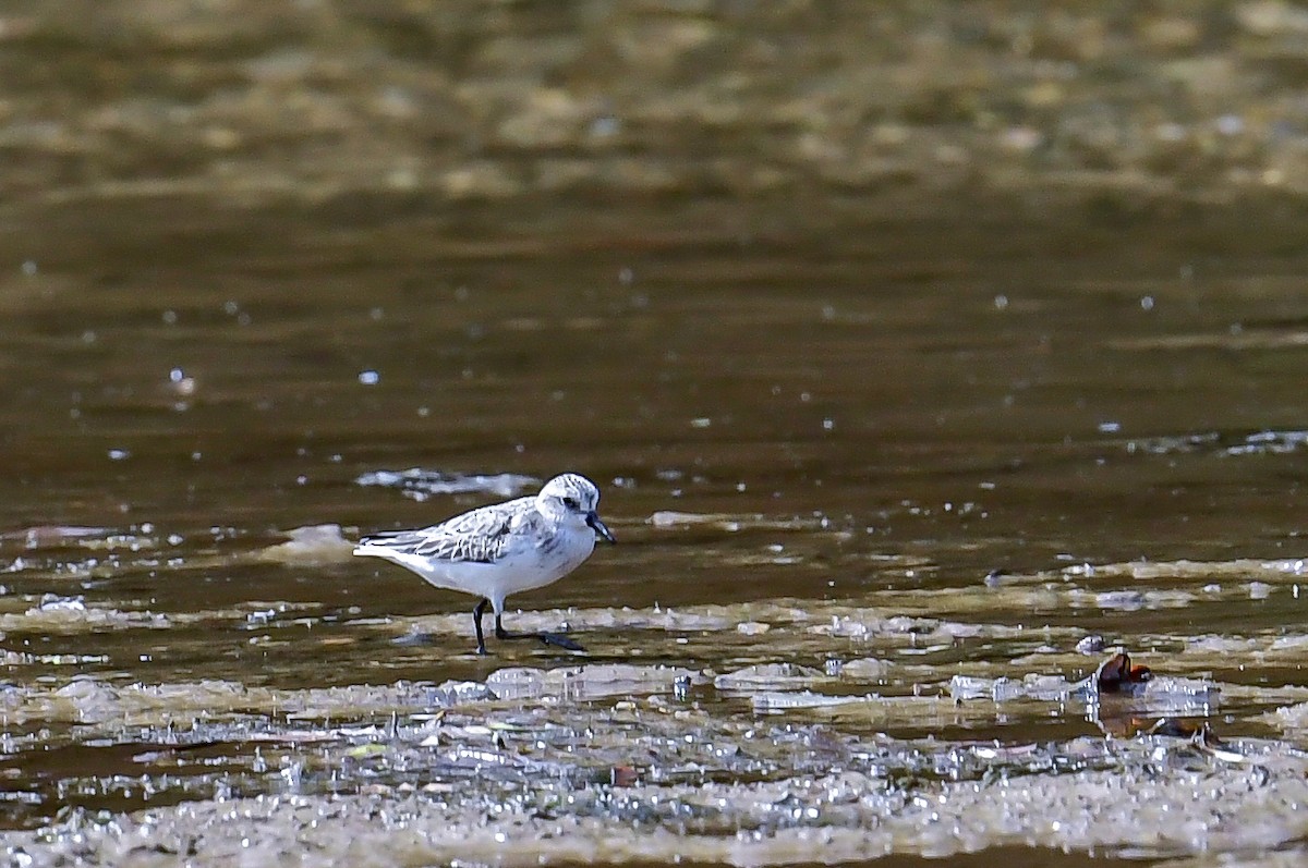 Bécasseau sanderling - ML623038700