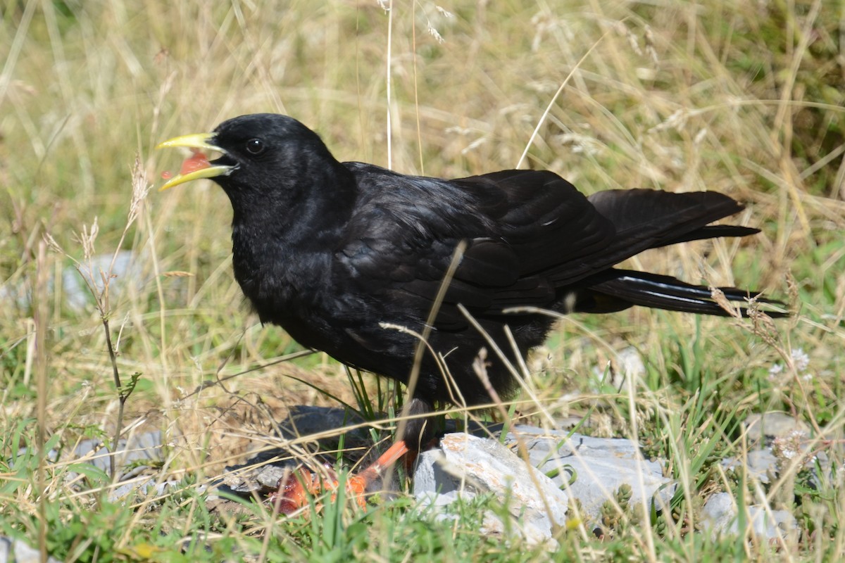 Yellow-billed Chough - ML623038727