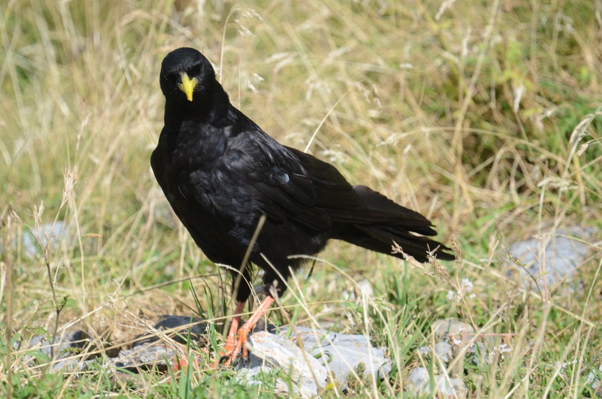 Yellow-billed Chough - ML623038729