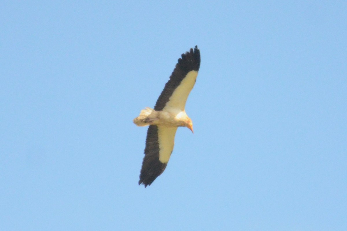 Egyptian Vulture - ML623038770