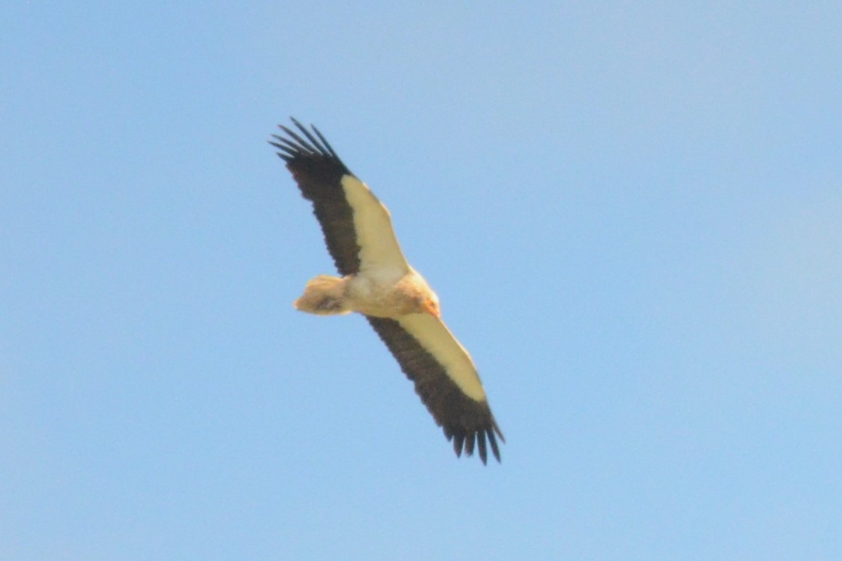 רחם מדברי - ML623038771