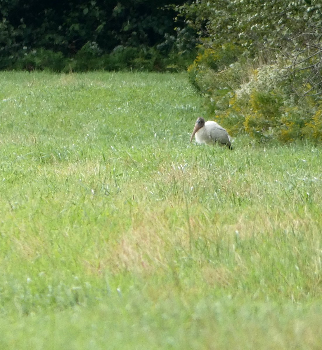 Wood Stork - Monique Berlinguette