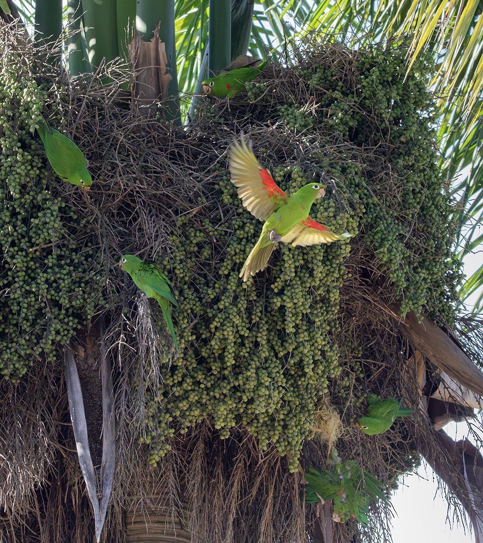 Conure maîtresse - ML623038843