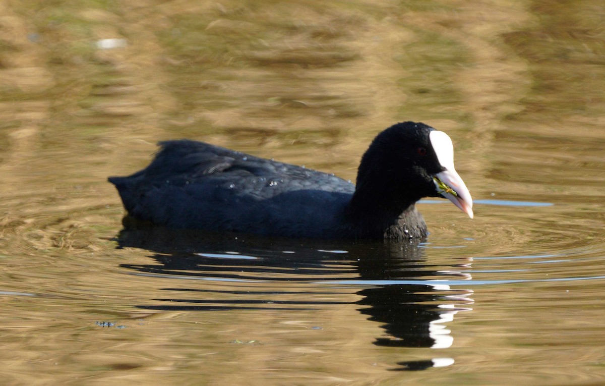 Eurasian Coot - ML623038845