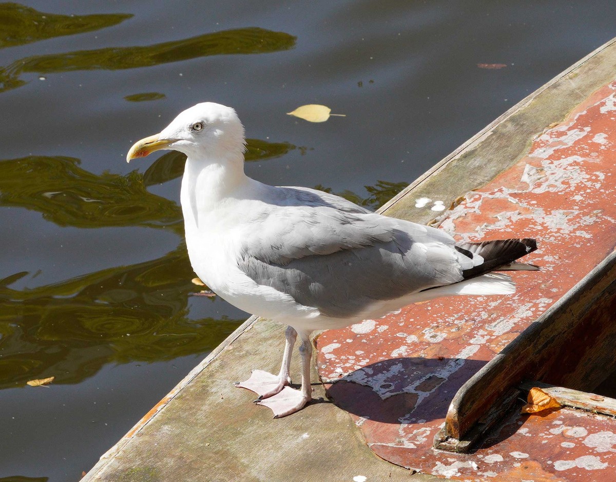 European Herring Gull - ML623038852
