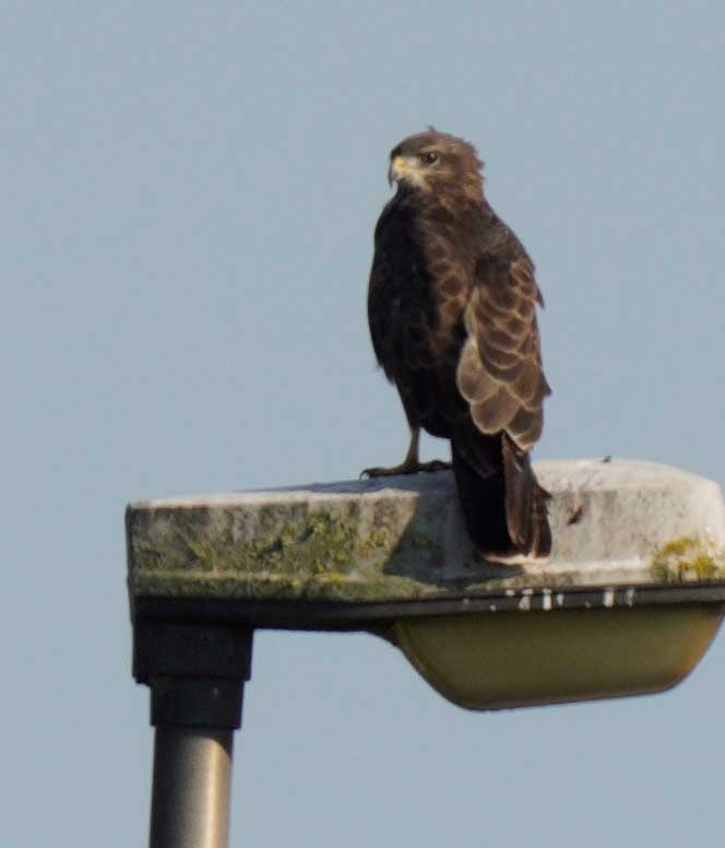Common Buzzard - ML623038857