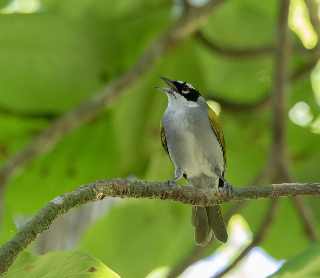 Black-crowned Palm-Tanager - Iván Mota