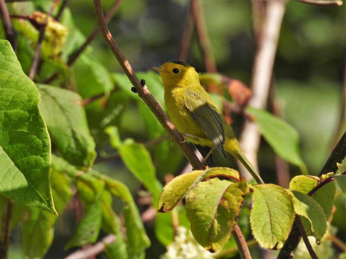 Wilson's Warbler - ML623038882