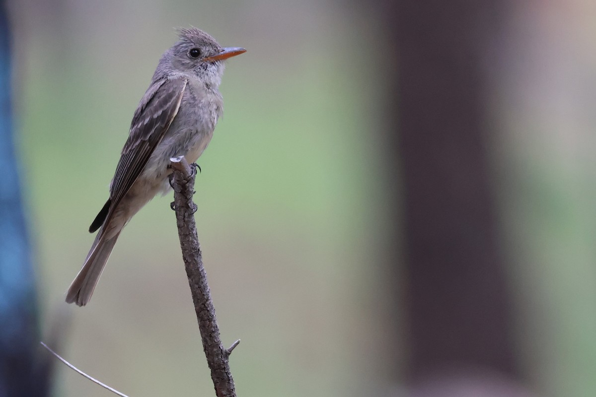 Greater Pewee - ML623038887