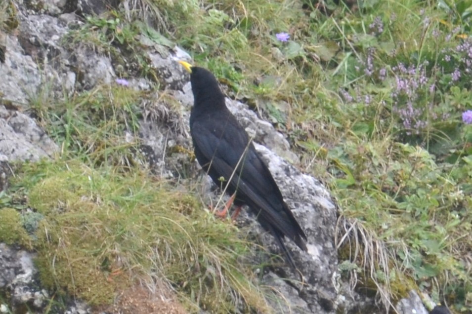 Yellow-billed Chough - ML623038888