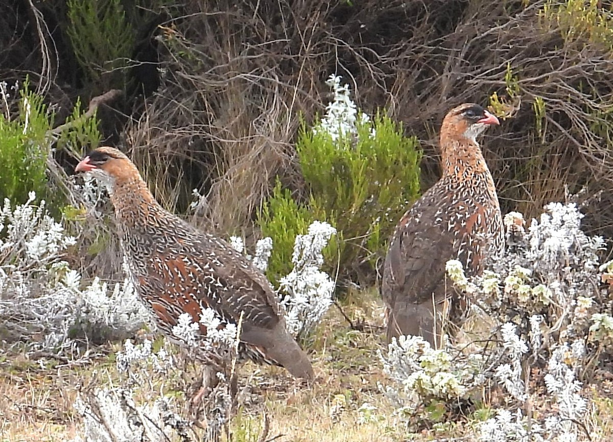 Chestnut-naped Spurfowl - ML623038900