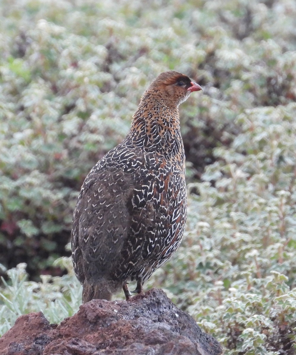 Chestnut-naped Spurfowl - ML623038901