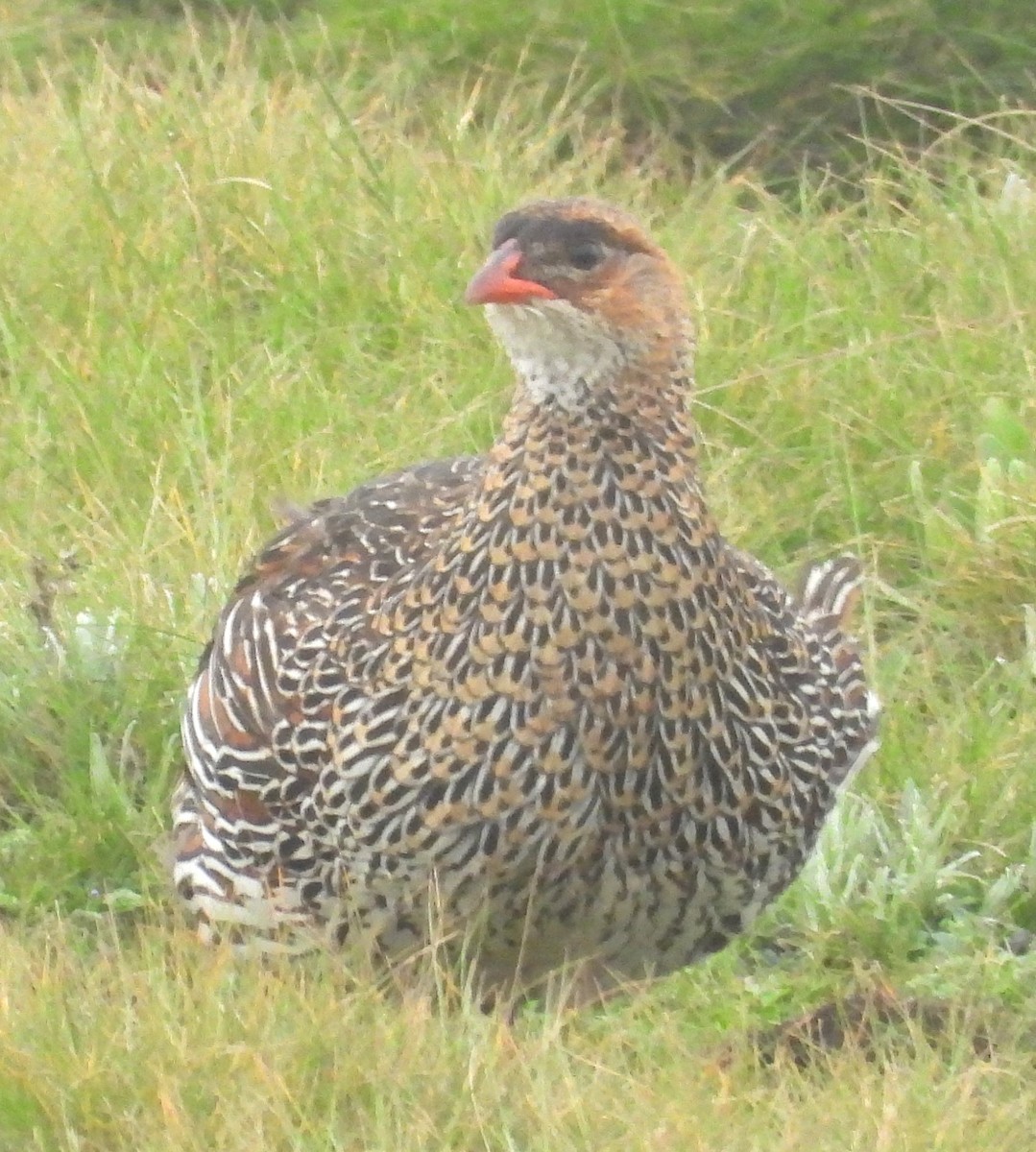 Chestnut-naped Spurfowl - ML623038902