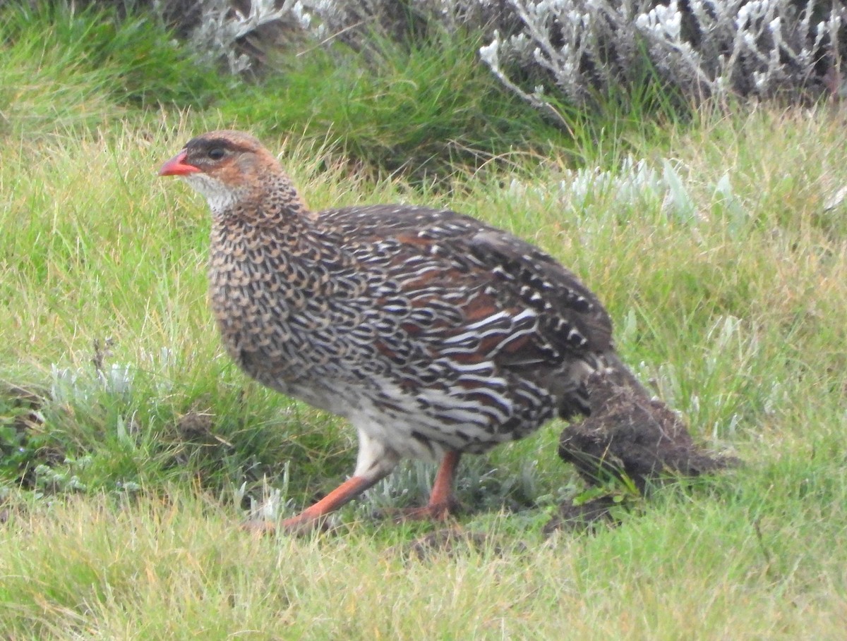 Chestnut-naped Spurfowl - ML623038903